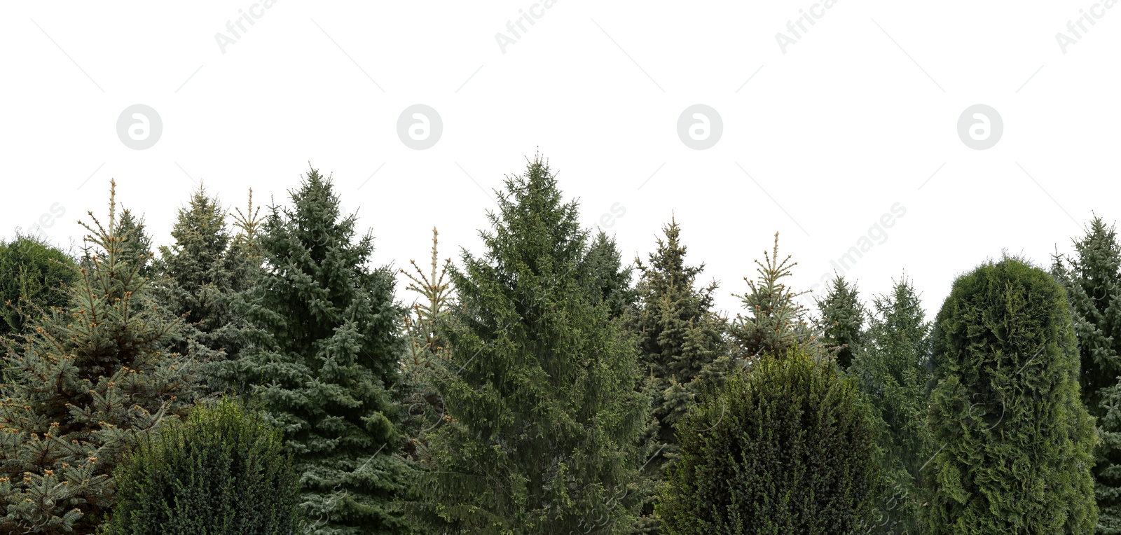 Image of Many different coniferous trees on white background