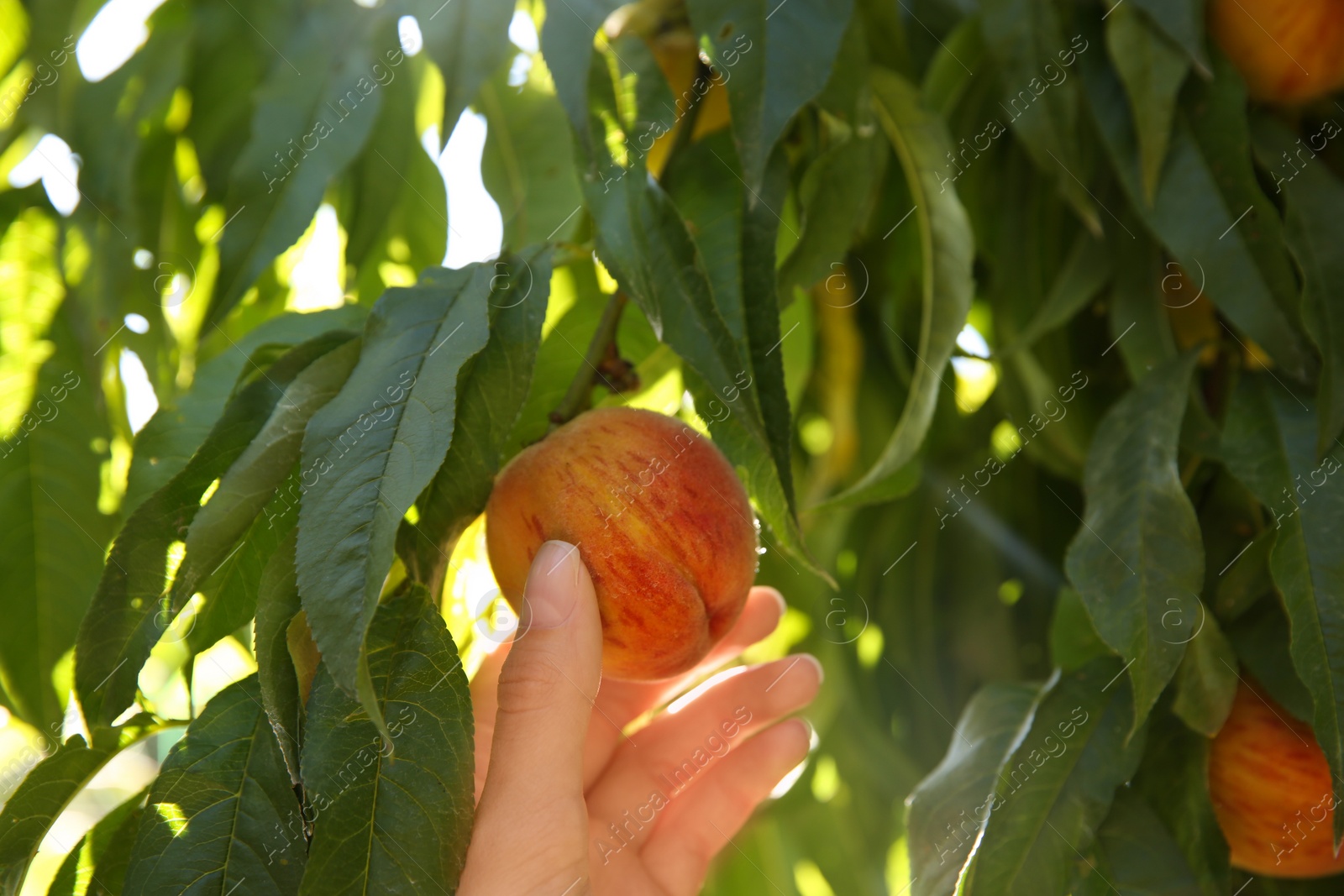 Photo of Woman picking ripe peach from tree outdoors, closeup