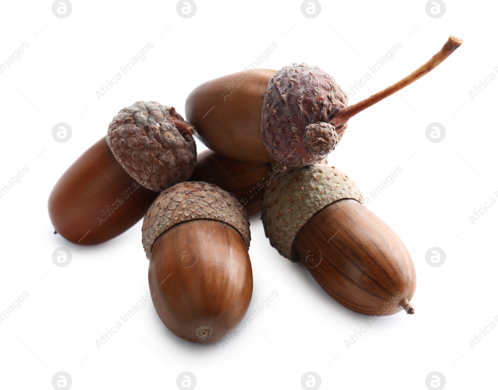 Photo of Beautiful brown acorns on white background. Oak nuts