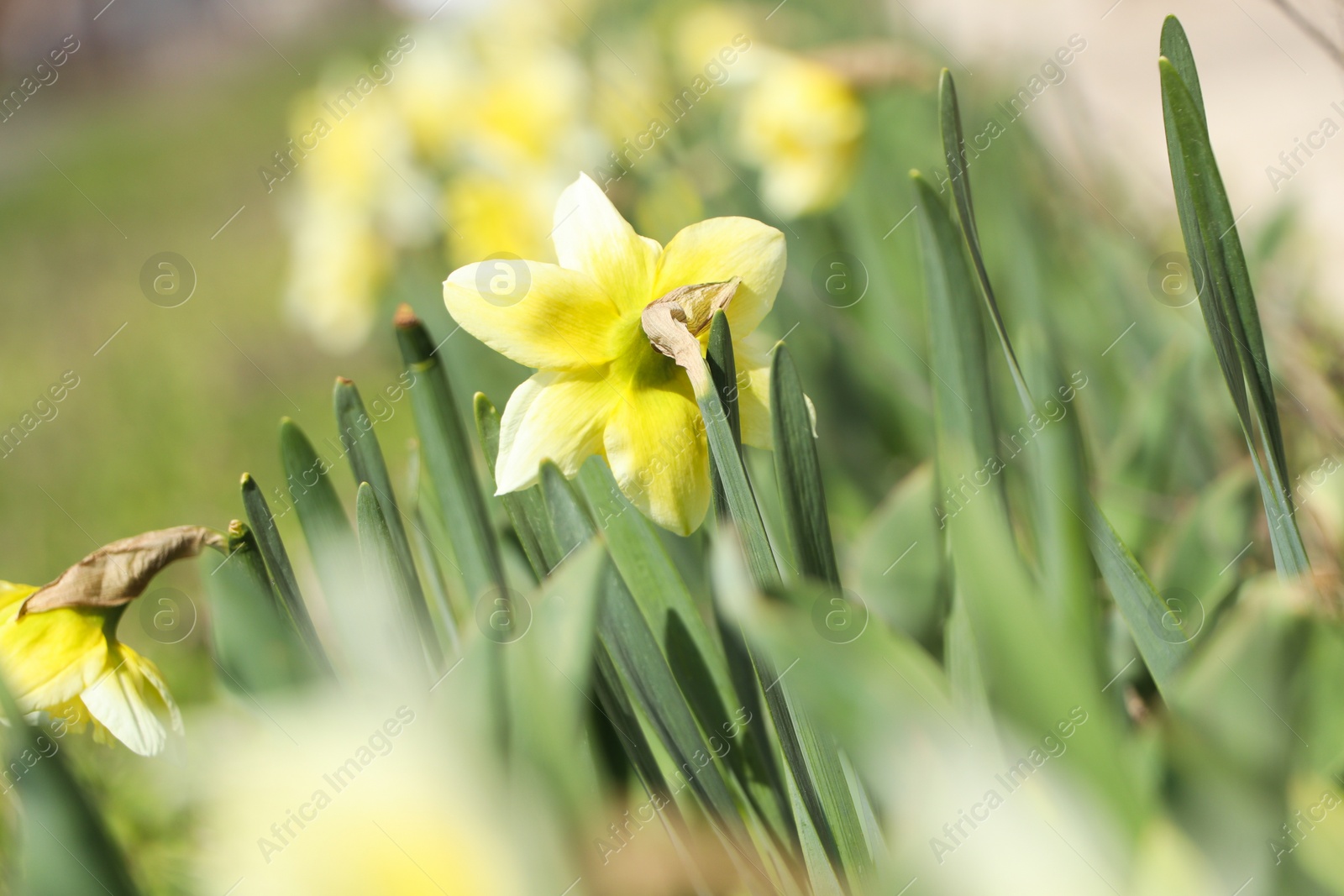 Photo of Beautiful daffodils growing in garden on sunny day, closeup