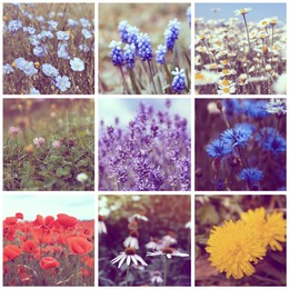 Collage with photos of different beautiful wild flowers