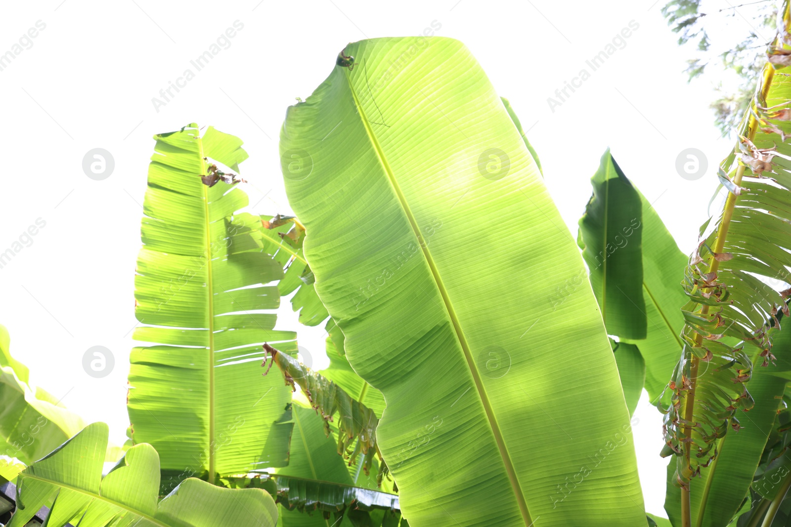 Photo of Beautiful tropical palm tree with green leaves outdoors