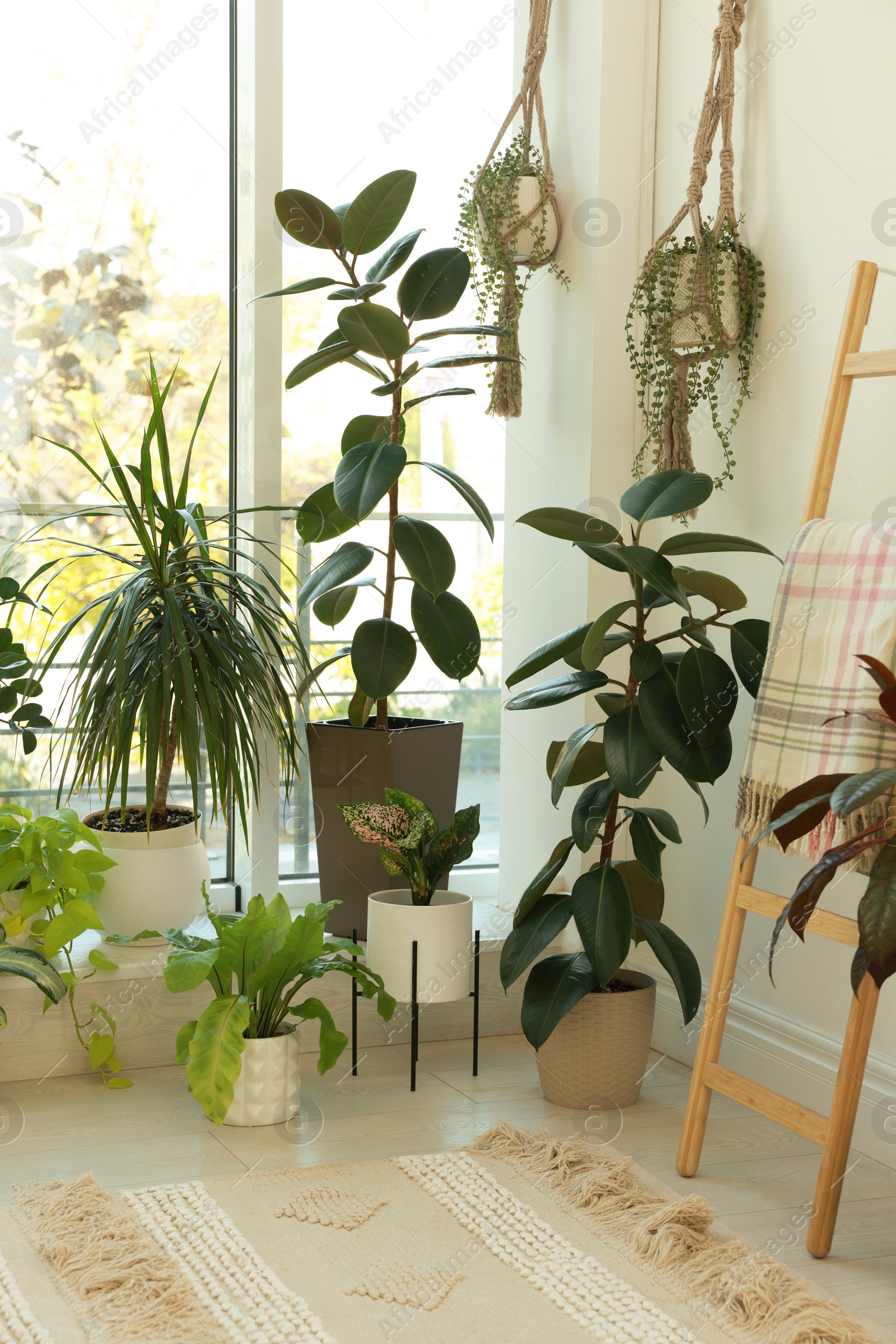 Photo of Many beautiful houseplants in light room. Interior design