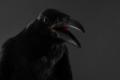 Beautiful common raven on dark background, closeup