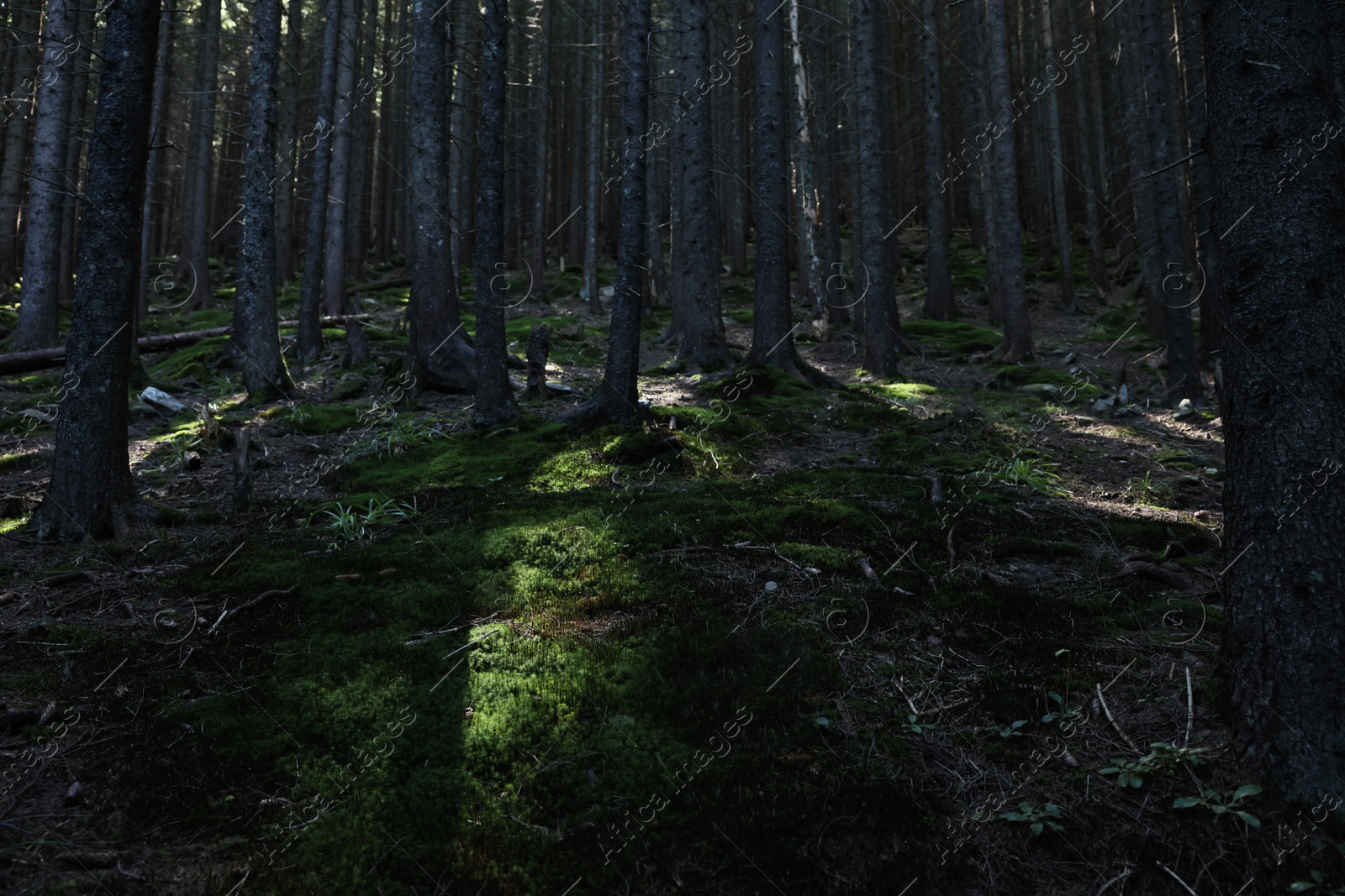 Photo of Picturesque view of beautiful coniferous forest on hill