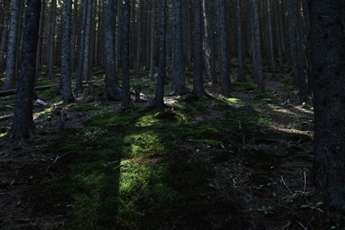 Photo of Picturesque view of beautiful coniferous forest on hill