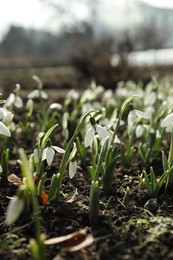 Photo of Beautiful snowdrops growing outdoors. Early spring flowers