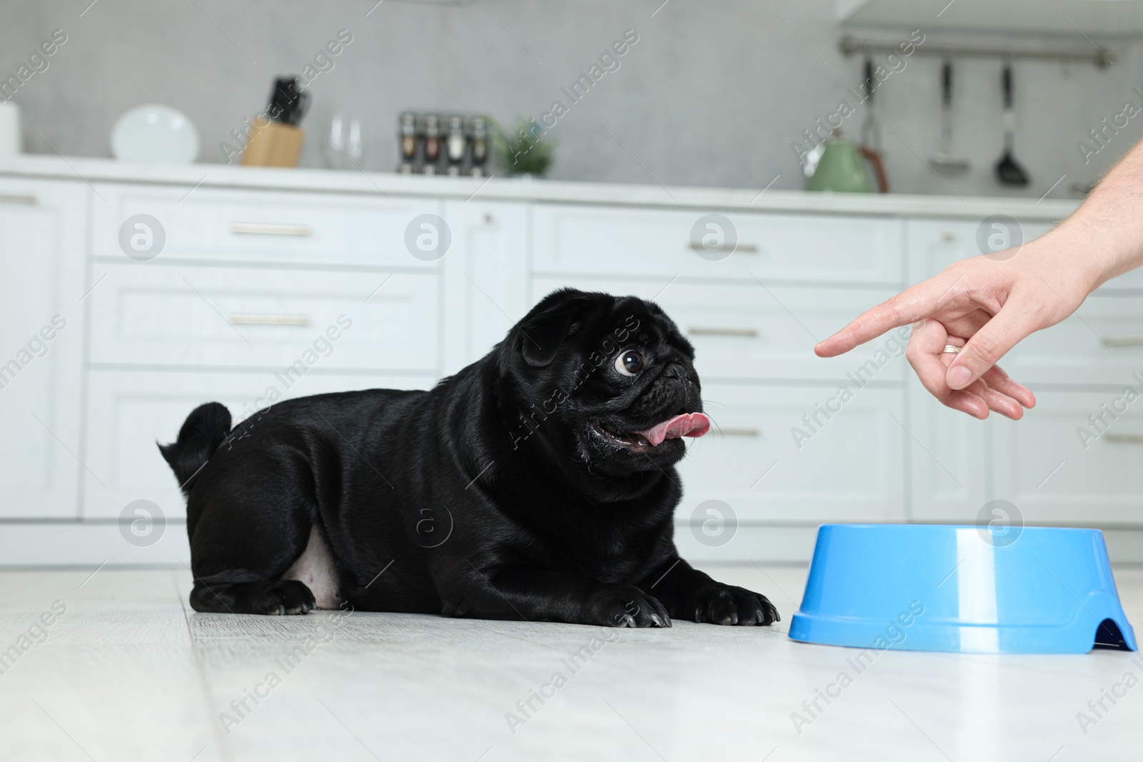 Photo of Woman feeding her adorable Pug dog in kitchen, closeup