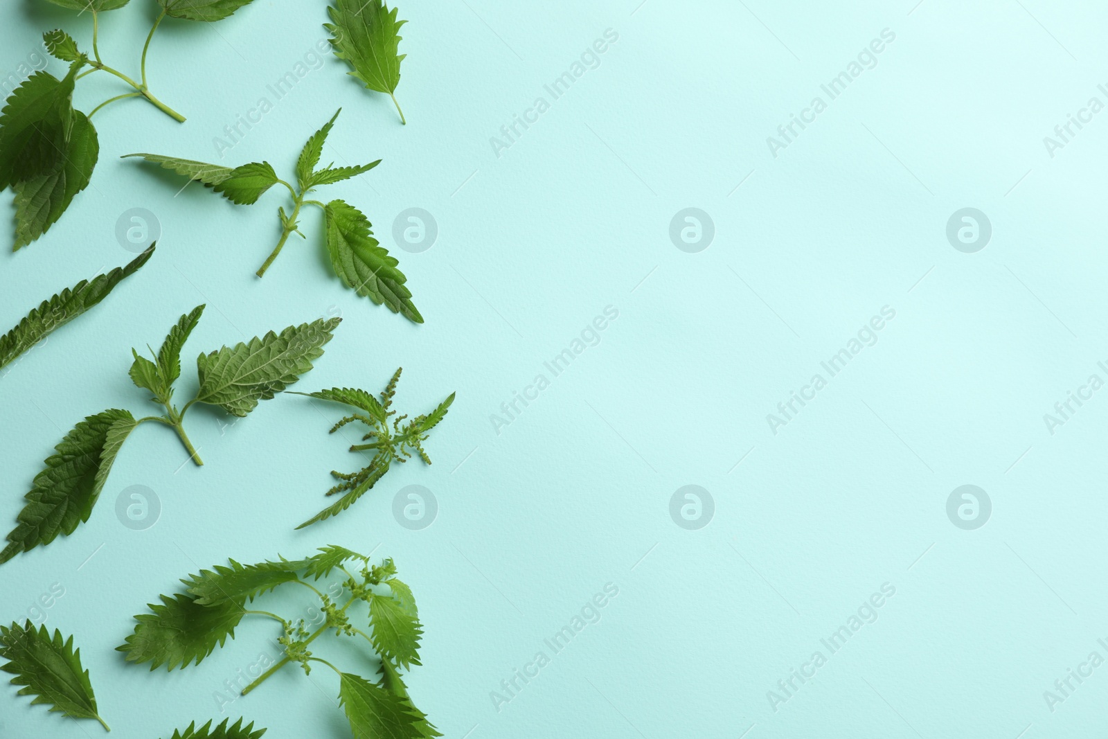 Photo of Fresh stinging nettle leaves on light blue background, flat lay. Space for text