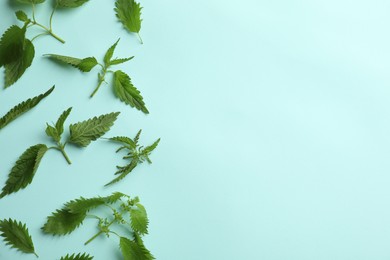 Fresh stinging nettle leaves on light blue background, flat lay. Space for text