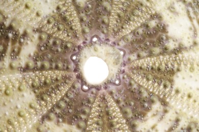 Photo of Beautiful sea urchin as background, closeup view