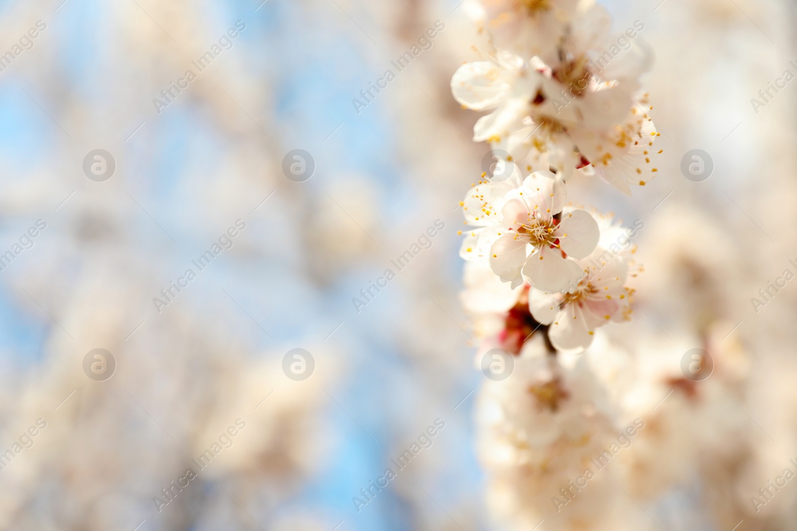 Photo of Beautiful apricot tree branch with tiny tender flowers outdoors, space for text. Awesome spring blossom