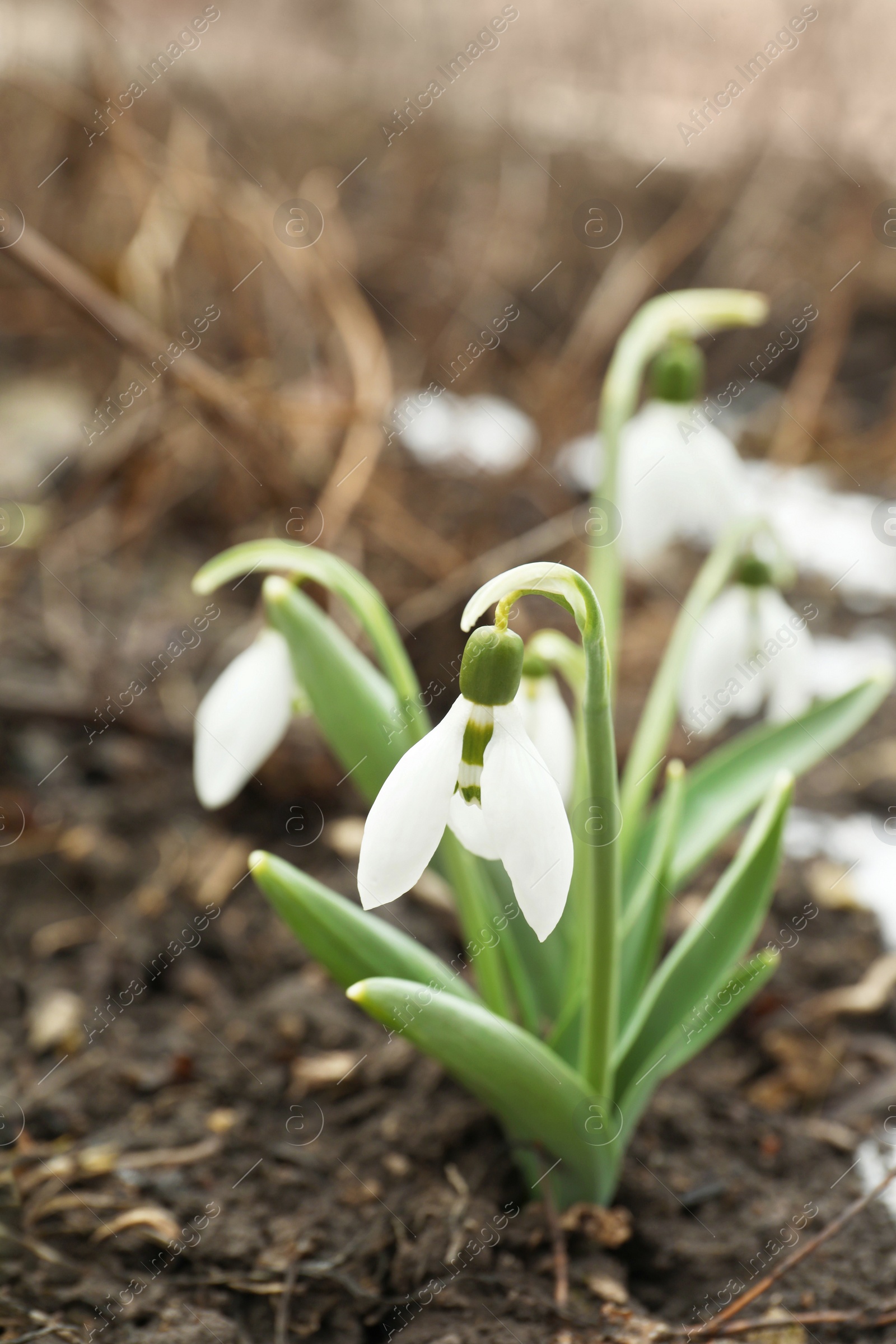 Photo of Beautiful blooming snowdrops growing outdoors. Spring flowers