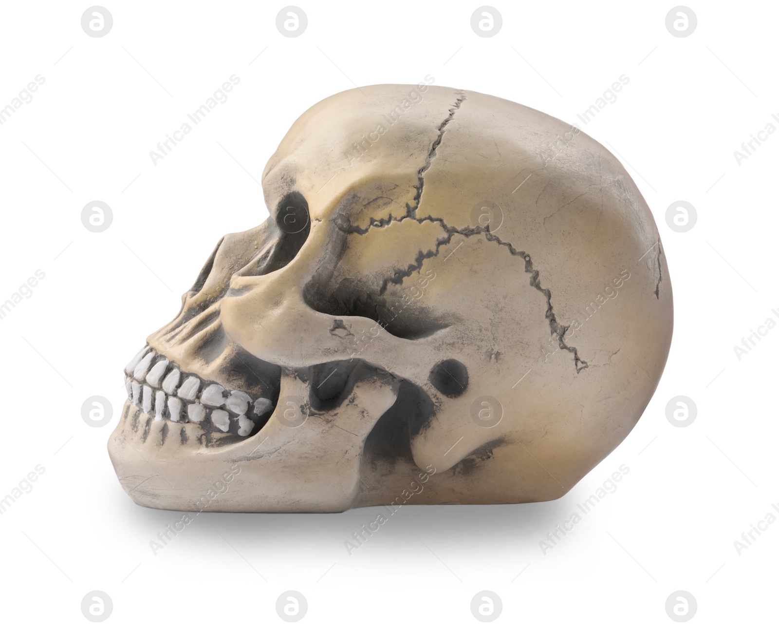 Photo of Human skull with teeth isolated on white