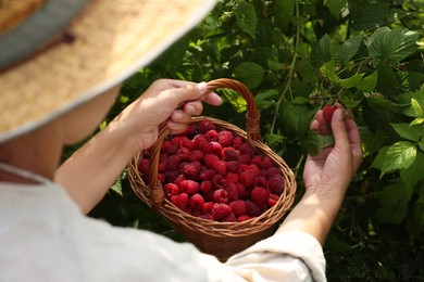Woman with wicker basket picking ripe raspberries from bush outdoors, closeup
