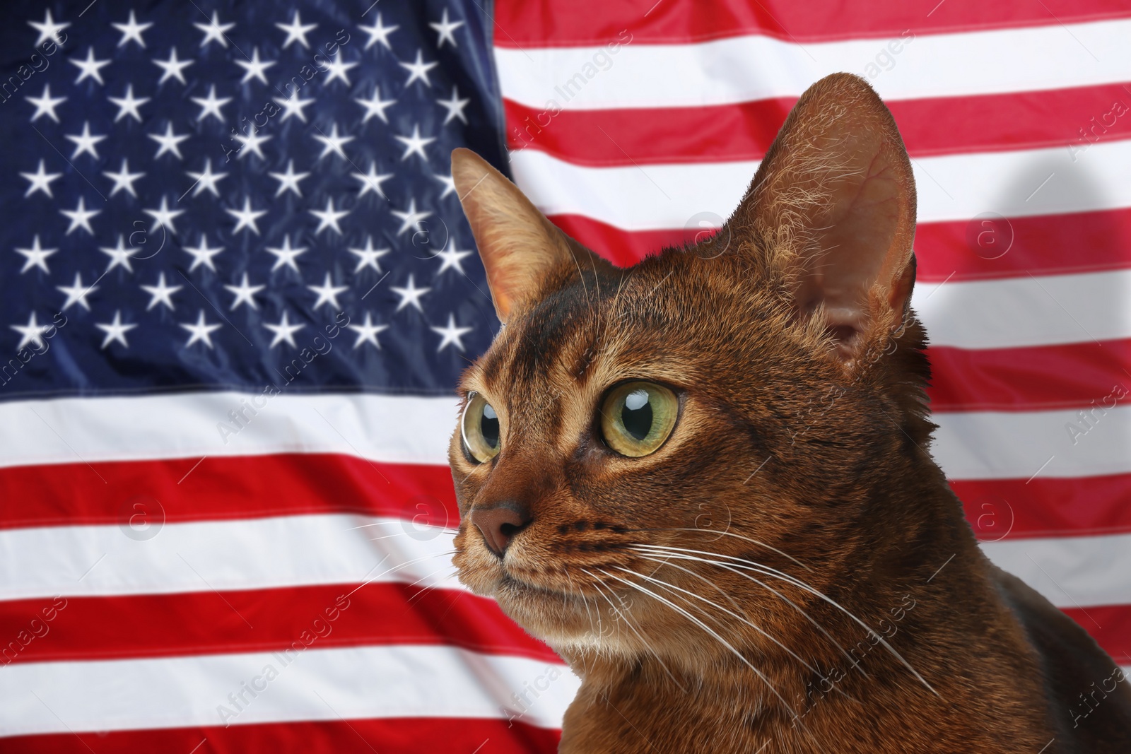 Image of Cute cat against national flag of United States of America