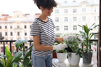 Young woman potting beautiful Ficus benjamina plant at table on balcony