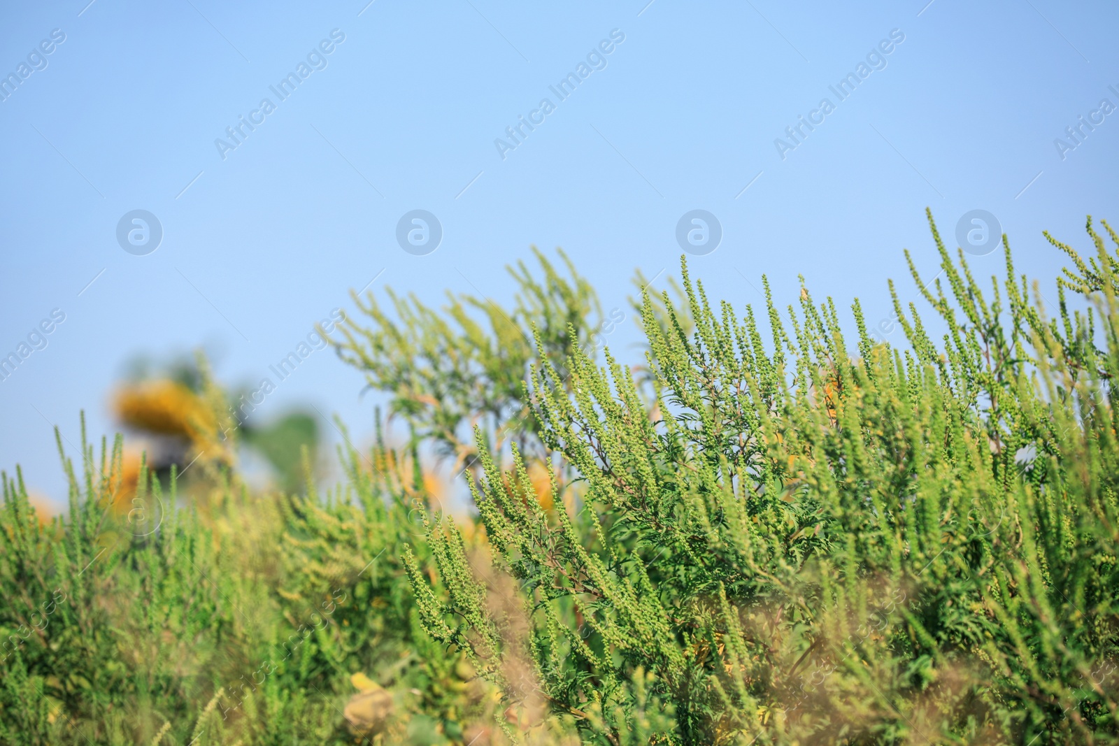 Photo of Blooming ragweed plant (Ambrosia genus) outdoors. Seasonal allergy