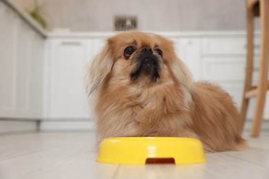 Cute Pekingese dog near pet bowl in kitchen. Space for text