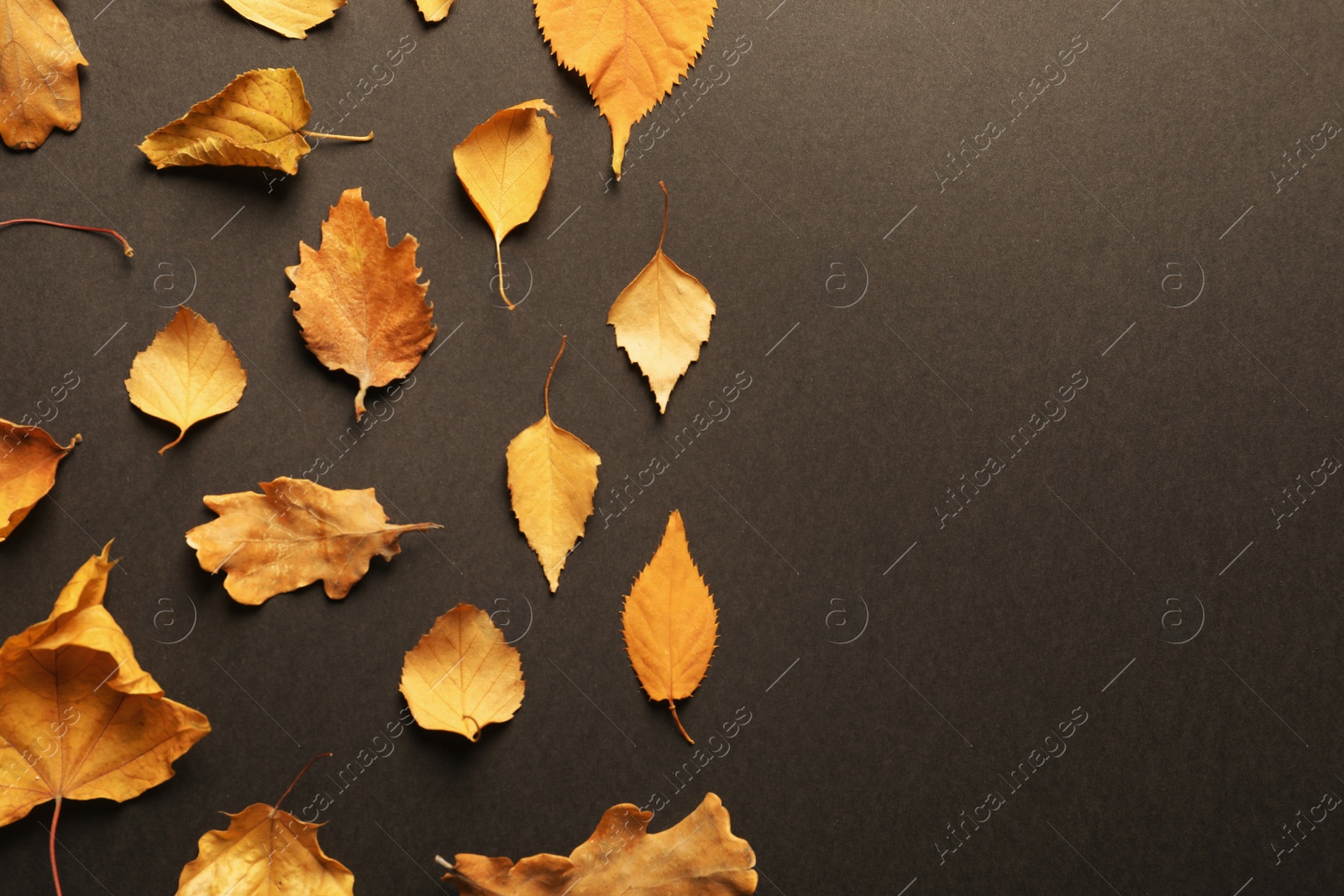 Photo of Flat lay composition with autumn leaves and space for text on dark background