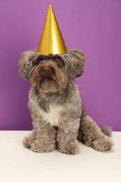 Photo of Cute Maltipoo dog wearing party hat on white table against violet background. Lovely pet