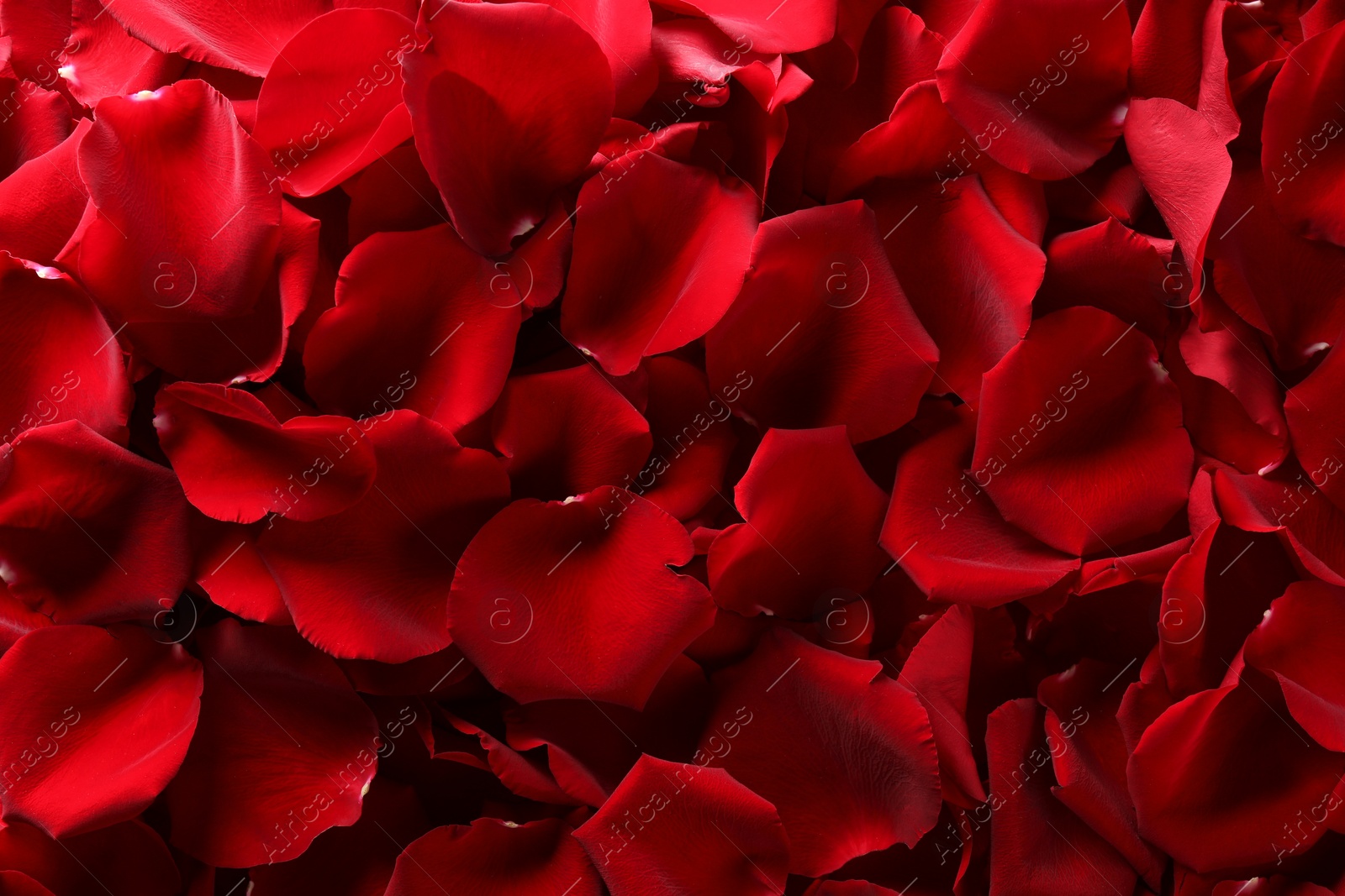 Photo of Beautiful red rose petals as background, top view