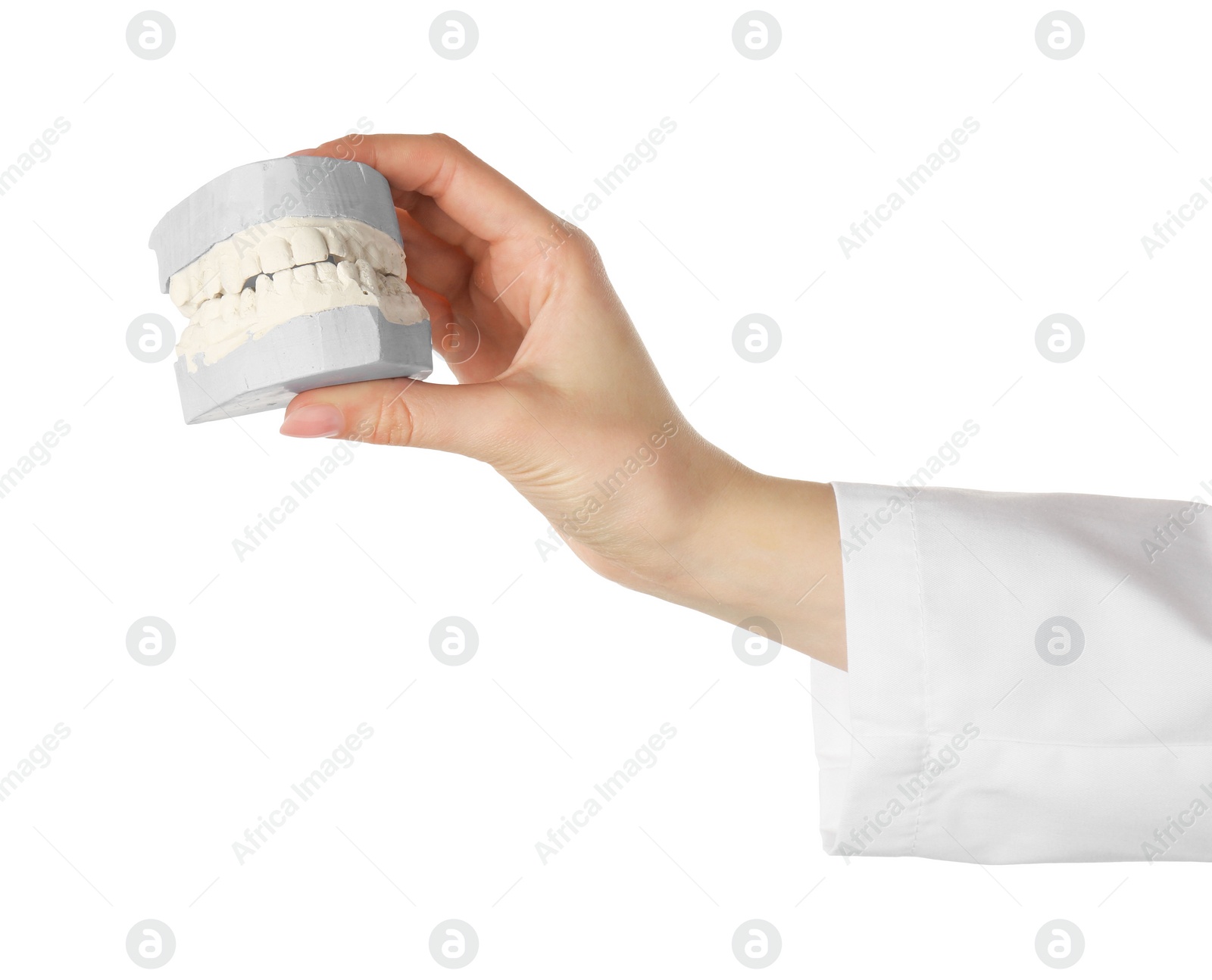 Photo of Doctor holding dental model with jaws on white background, closeup. Cast of teeth