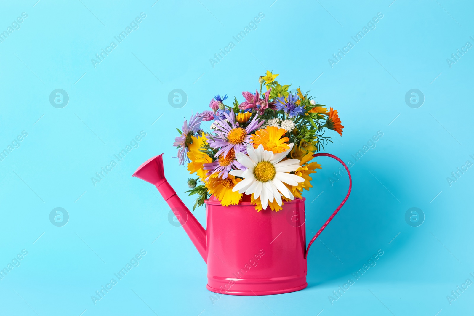 Photo of Pink watering can with beautiful flowers on light blue background