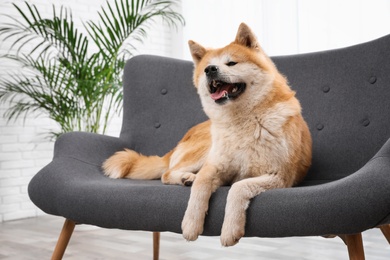 Photo of Cute Akita Inu dog on sofa in living room