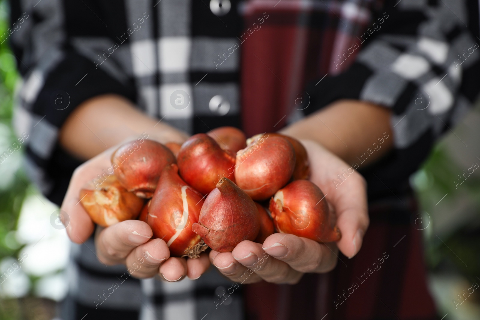 Photo of Woman holding pile of tulip bulbs on blurred background, closeup