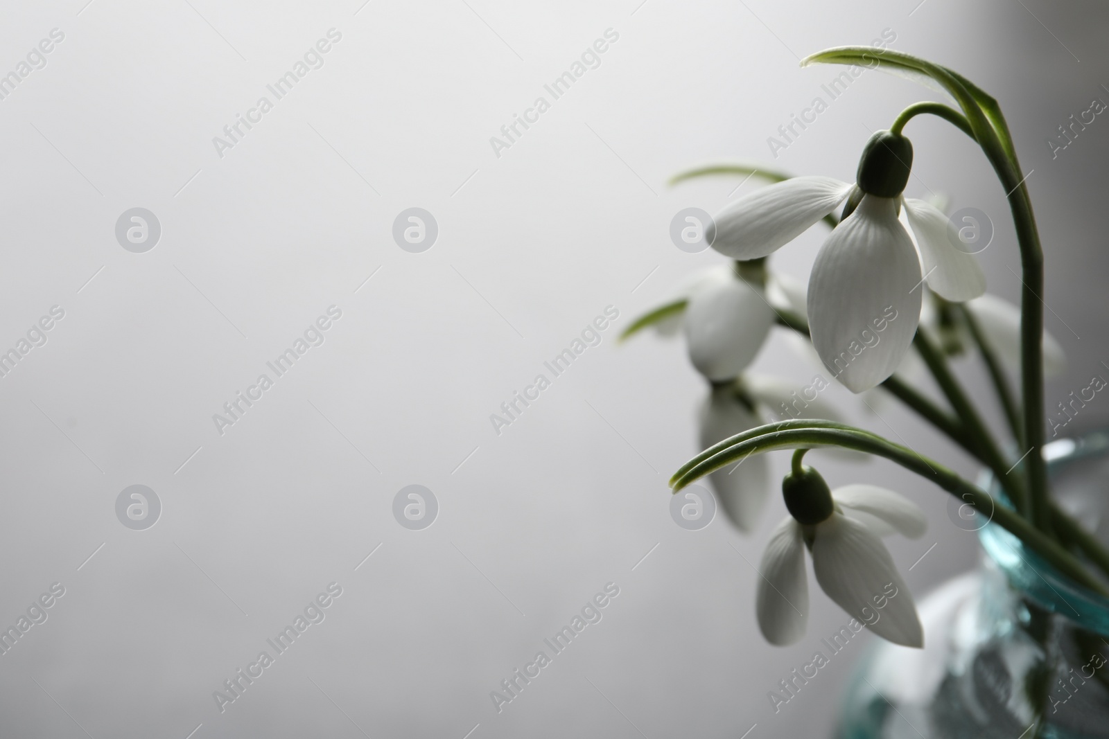 Photo of Beautiful snowdrop flowers in glass vase, closeup. Space for text