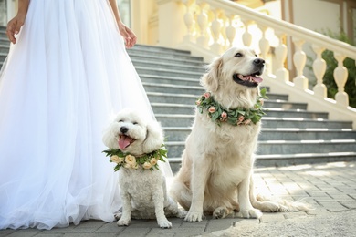 Photo of Bride and adorable dogs wearing wreathes made of beautiful flowers outdoors, closeup