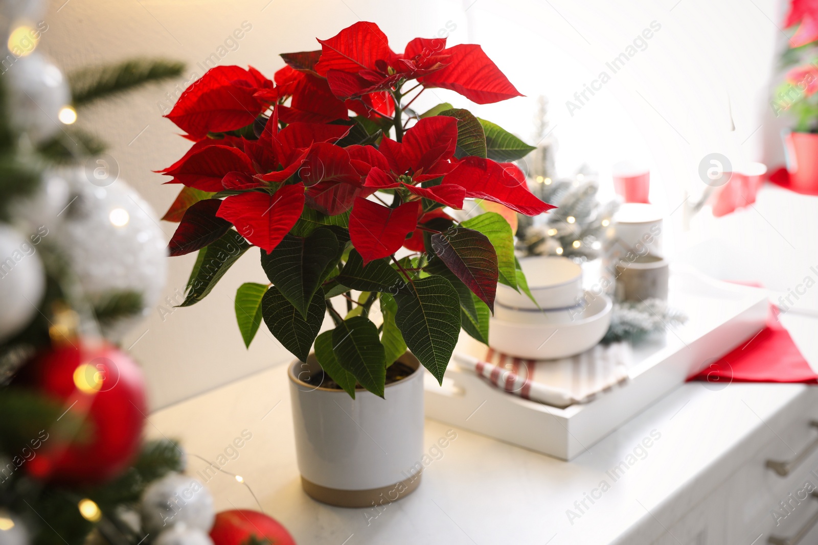 Photo of Beautiful Poinsettia on kitchen counter. Christmas decor