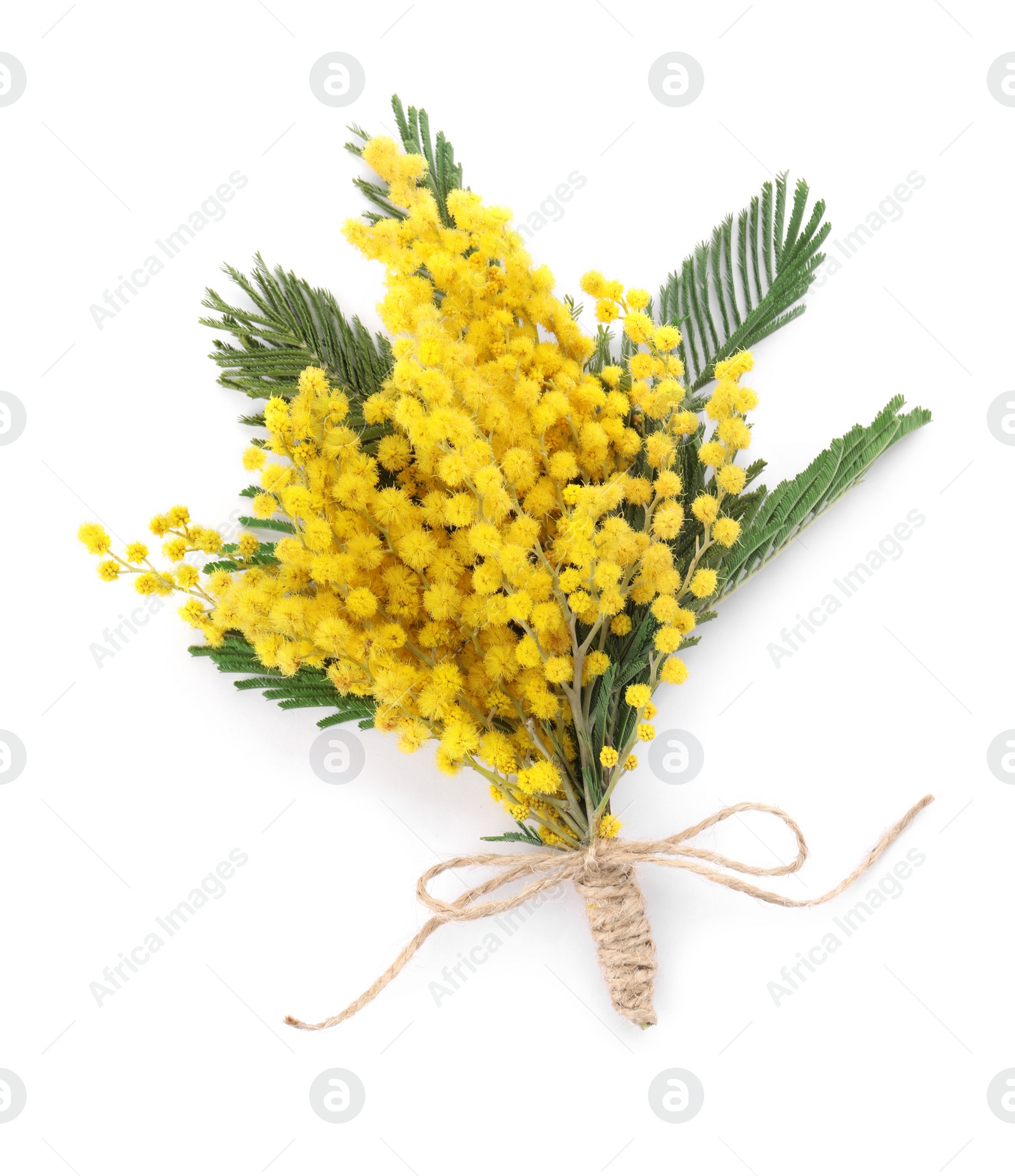 Photo of Beautiful mimosa flowers isolated on white, top view