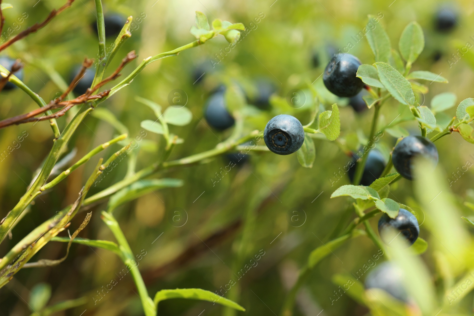 Photo of Ripe bilberries growing in forest, closeup view