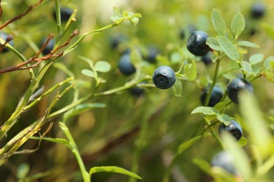 Ripe bilberries growing in forest, closeup view