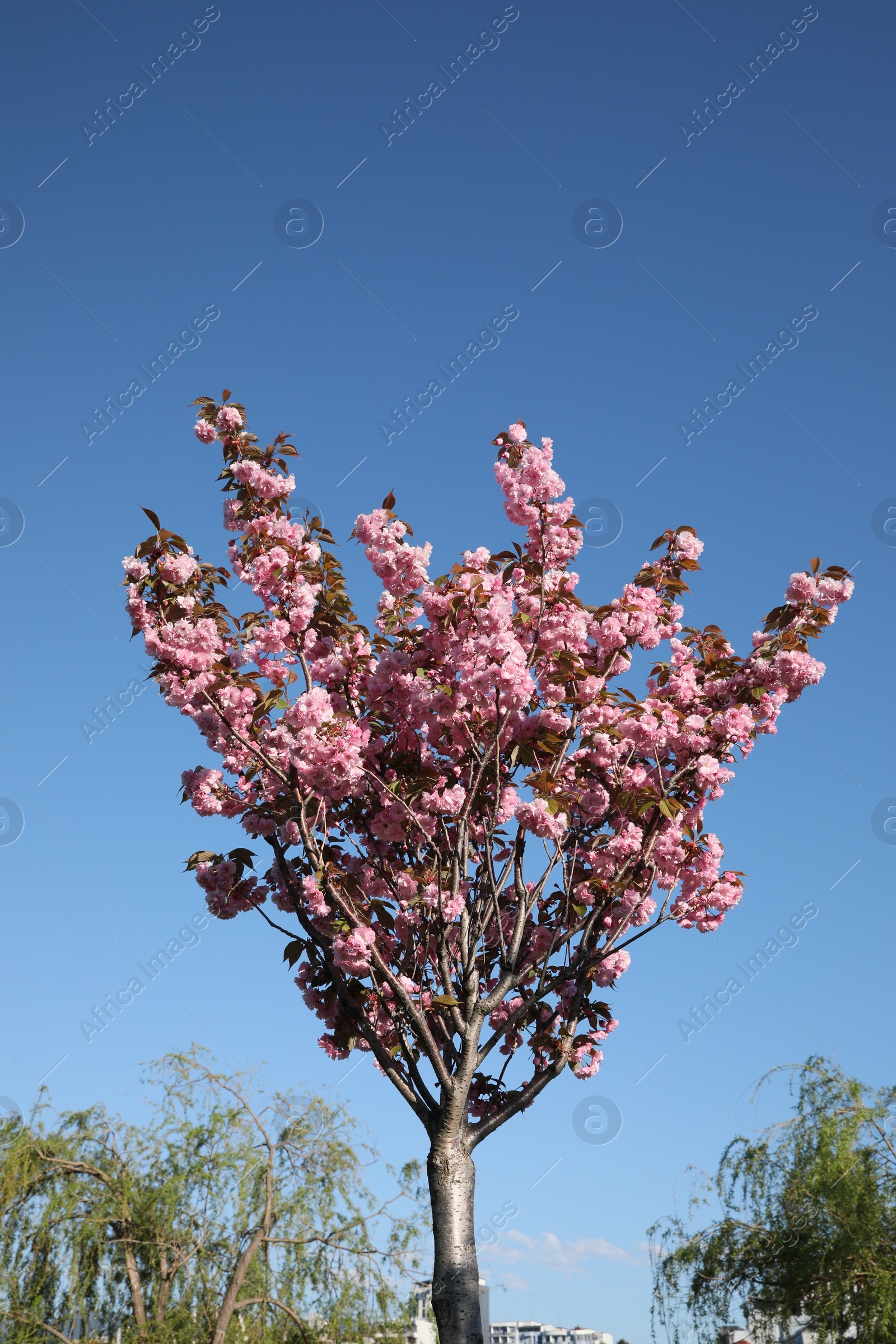 Photo of Beautiful sakura tree with pink flowers growing against blue sky