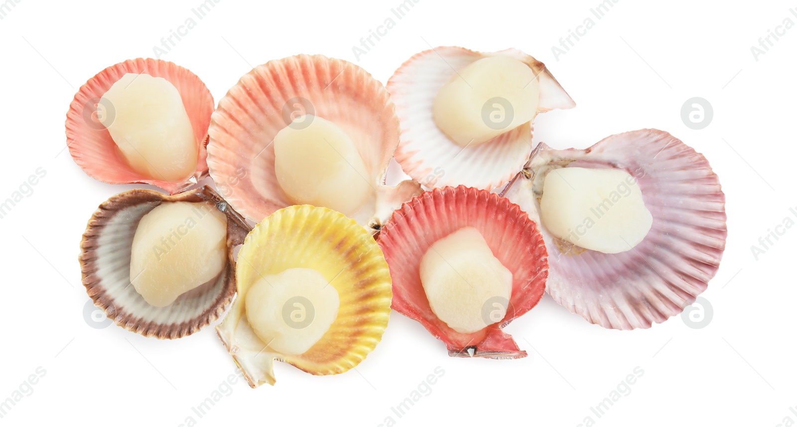 Photo of Many fresh raw scallops in shells isolated on white, top view