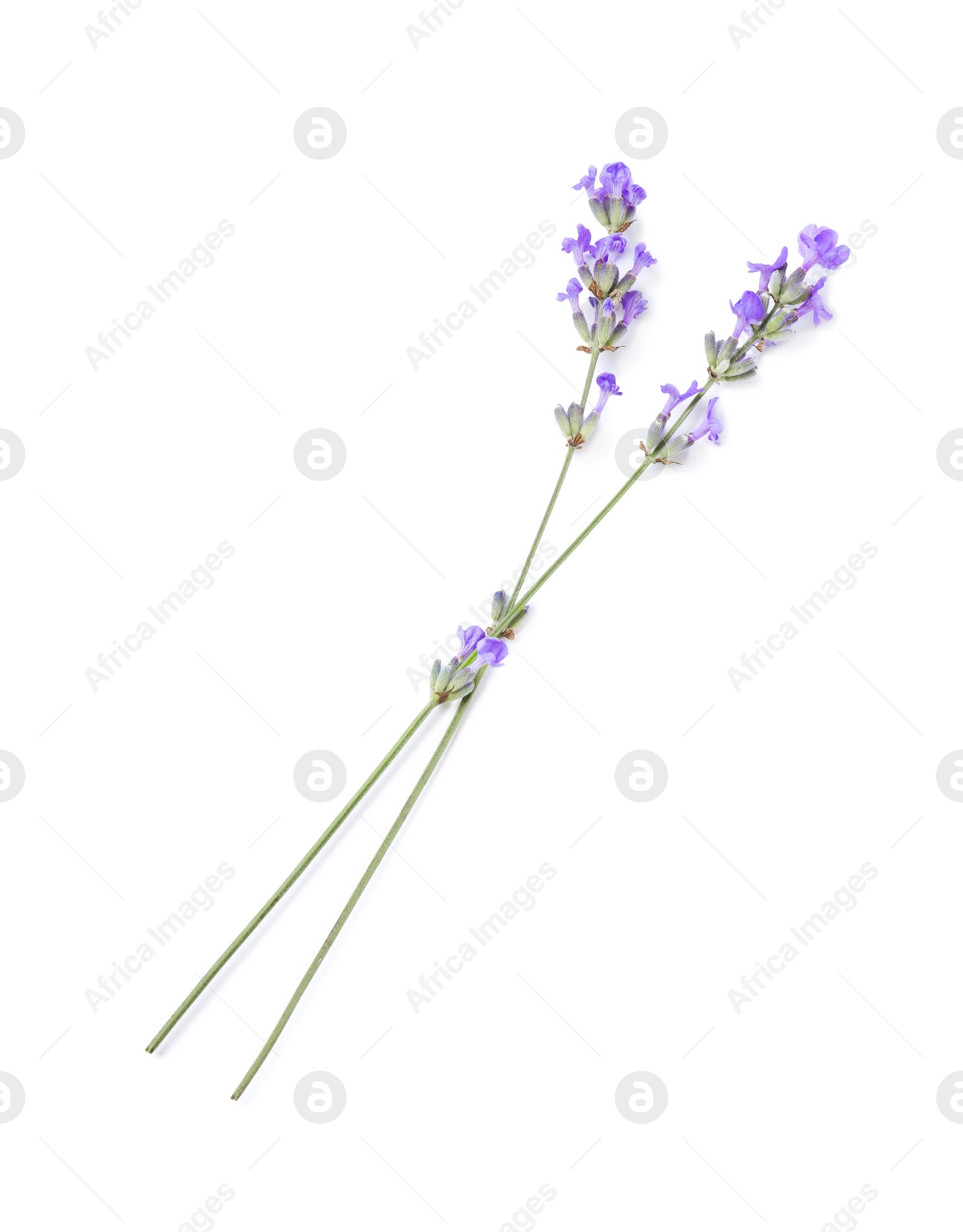 Photo of Beautiful aromatic lavender flowers isolated on white, top view