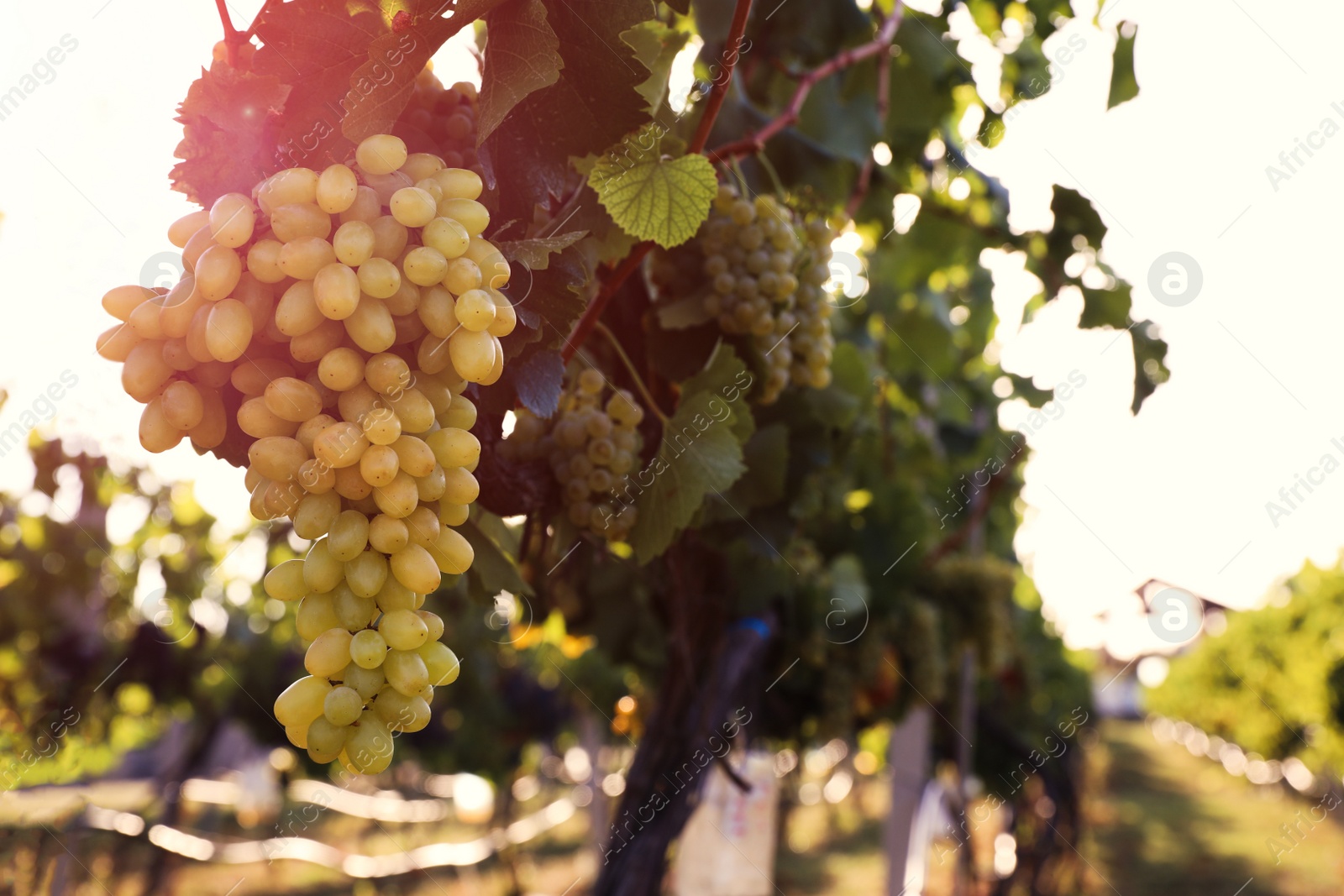 Photo of Delicious ripe grapes in vineyard. Harvest season