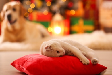 Cute white cat on pillow in room decorated for Christmas and blurred dog on background. Adorable pets