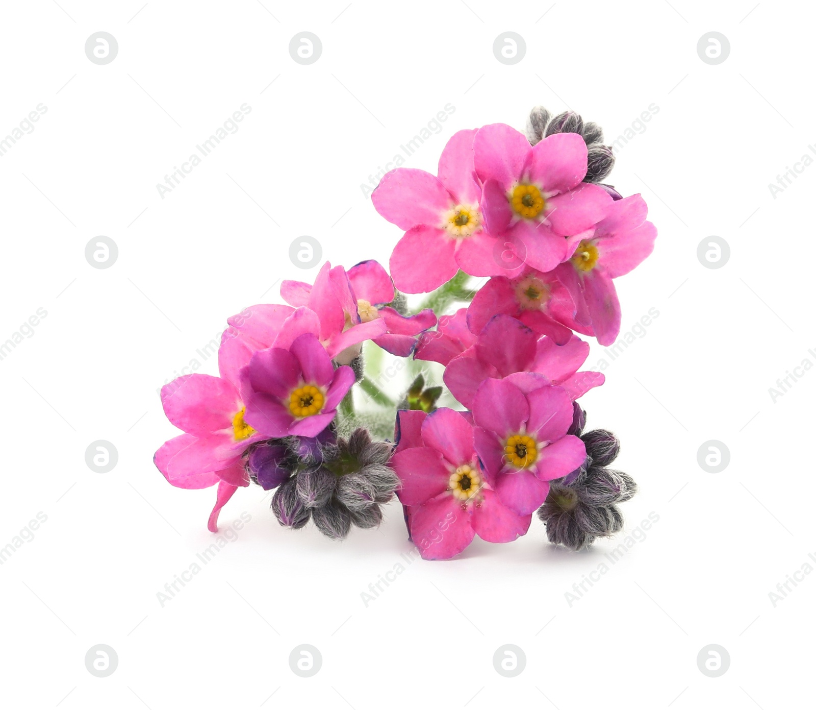 Photo of Beautiful pink Forget-me-not flowers isolated on white