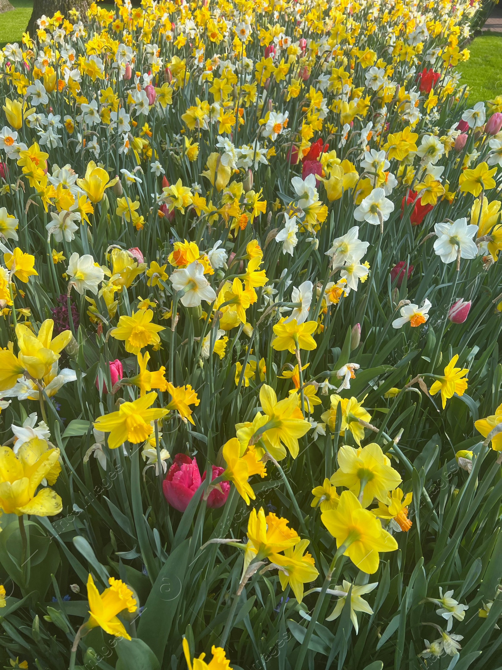 Photo of Beautiful colorful daffodil and tulip flowers growing outdoors on sunny day