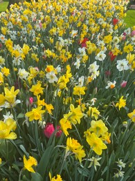 Photo of Beautiful colorful daffodil and tulip flowers growing outdoors on sunny day