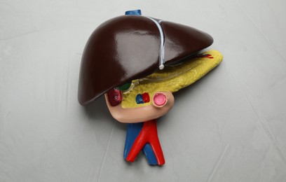 Photo of Model of liver on light grey background, top view