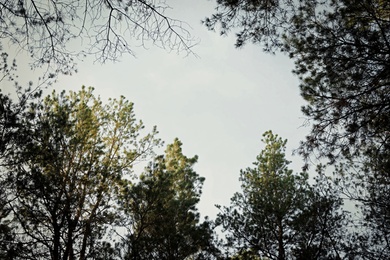 Photo of Low angle view of pine forest. Fantasy setting