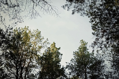 Low angle view of pine forest. Fantasy setting