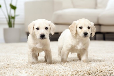 Photo of Cute little puppies on beige carpet indoors