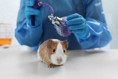 Photo of Scientist with guinea pig and perfume in chemical laboratory, closeup. Animal testing