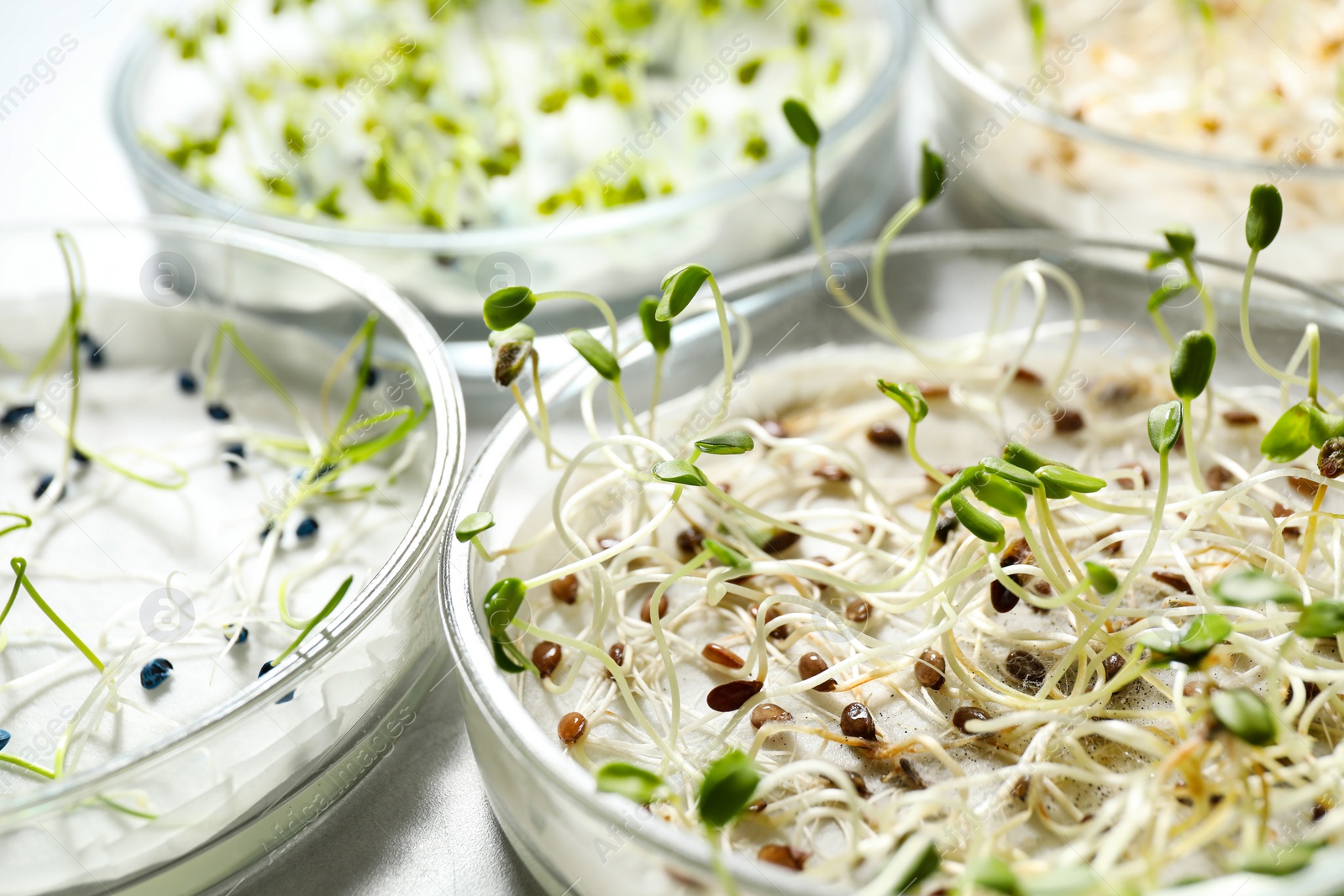 Photo of Germination and energy analysis of seeds on table, closeup. Laboratory research